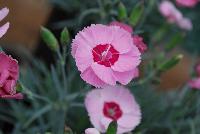 Scent from Heaven™ Dianthus Angel of Hope -- New from KiwiFlora @ Windmill Nursery, Spring Trials 2016.  Delicate yet prolific and hardy, these carnations offer a fine scent, lacking in so many other flower specimens of today.  From Dr. Keith Hammett chosen not only for their heavenly perfume and angelic looks, but also for their continual flowering over spring and summer.  Their compact, tidy habit make them a star in the perennial border, en masse or patio pots.  Proven in climatic extremes worldwide, both cold and humid.  Our Genetics.  Your Growth.  KiwiFlora.com