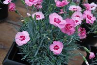 Scent from Heaven™ Dianthus Angel of Hope -- New from KiwiFlora @ Windmill Nursery, Spring Trials 2016.  Delicate yet prolific and hardy, these carnations offer a fine scent, lacking in so many other flower specimens of today.  From Dr. Keith Hammett chosen not only for their heavenly perfume and angelic looks, but also for their continual flowering over spring and summer.  Their compact, tidy habit make them a star in the perennial border, en masse or patio pots.  Proven in climatic extremes worldwide, both cold and humid.  Our Genetics.  Your Growth.  KiwiFlora.com