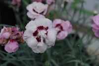 Scent from Heaven™ Dianthus Angel of Virtue -- New from KiwiFlora @ Windmill Nursery, Spring Trials 2016.  Delicate yet prolific and hardy, these carnations offer a fine scent, lacking in so many other flower specimens of today.  From Dr. Keith Hammett chosen not only for their heavenly perfume and angelic looks, but also for their continual flowering over spring and summer.  Their compact, tidy habit make them a star in the perennial border, en masse or patio pots.  Proven in climatic extremes worldwide, both cold and humid.  Our Genetics.  Your Growth.  KiwiFlora.com