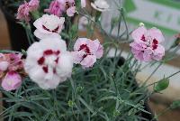 Scent from Heaven™ Dianthus Angel of Virtue -- New from KiwiFlora @ Windmill Nursery, Spring Trials 2016.  Delicate yet prolific and hardy, these carnations offer a fine scent, lacking in so many other flower specimens of today.  From Dr. Keith Hammett chosen not only for their heavenly perfume and angelic looks, but also for their continual flowering over spring and summer.  Their compact, tidy habit make them a star in the perennial border, en masse or patio pots.  Proven in climatic extremes worldwide, both cold and humid.  Our Genetics.  Your Growth.  KiwiFlora.com