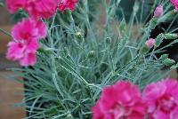 Scent from Heaven™ Dianthus Angel of Joy -- New from KiwiFlora @ Windmill Nursery, Spring Trials 2016.  Delicate yet prolific and hardy, these carnations offer a fine scent, lacking in so many other flower specimens of today.  From Dr. Keith Hammett chosen not only for their heavenly perfume and angelic looks, but also for their continual flowering over spring and summer.  Their compact, tidy habit make them a star in the perennial border, en masse or patio pots.  Proven in climatic extremes worldwide, both cold and humid.  Our Genetics.  Your Growth.  KiwiFlora.com