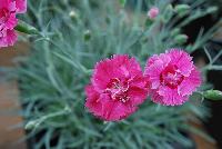 Scent from Heaven™ Dianthus Angel of Joy -- New from KiwiFlora @ Windmill Nursery, Spring Trials 2016.  Delicate yet prolific and hardy, these carnations offer a fine scent, lacking in so many other flower specimens of today.  From Dr. Keith Hammett chosen not only for their heavenly perfume and angelic looks, but also for their continual flowering over spring and summer.  Their compact, tidy habit make them a star in the perennial border, en masse or patio pots.  Proven in climatic extremes worldwide, both cold and humid.  Our Genetics.  Your Growth.  KiwiFlora.com