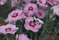 Scent from Heaven™ Dianthus Angel of Peace -- New from KiwiFlora @ Windmill Nursery, Spring Trials 2016.  Delicate yet prolific and hardy, these carnations offer a fine scent, lacking in so many other flower specimens of today.  From Dr. Keith Hammett chosen not only for their heavenly perfume and angelic looks, but also for their continual flowering over spring and summer.  Their compact, tidy habit make them a star in the perennial border, en masse or patio pots.  Proven in climatic extremes worldwide, both cold and humid.  Our Genetics.  Your Growth.  KiwiFlora.com