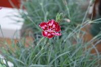 Scent from Heaven™ Dianthus Angel of Charm -- New from KiwiFlora @ Windmill Nursery, Spring Trials 2016.  Delicate yet prolific and hardy, these carnations offer a fine scent, lacking in so many other flower specimens of today.  From Dr. Keith Hammett chosen not only for their heavenly perfume and angelic looks, but also for their continual flowering over spring and summer.  Their compact, tidy habit make them a star in the perennial border, en masse or patio pots.  Proven in climatic extremes worldwide, both cold and humid.  Our Genetics.  Your Growth.  KiwiFlora.com