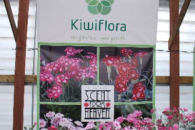 New from KiwiFlora @ Windmill Nursery, Spring Trials 2016.  Delicate yet prolific and hardy, these carnations offer a fine scent, lacking in so many other flower specimens of today.  From Dr. Keith Hammett chosen not only for their heavenly perfume and angelic looks, but also for their continual flowering over spring and summer.  Their compact, tidy habit make them a star in the perennial border, en masse or patio pots.  Proven in climatic extremes worldwide, both cold and humid.  Our Genetics.  Your Growth.  KiwiFlora.com