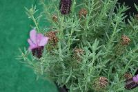  Lavandula stoechas Margaret -- New from KiwiFlora @ Windmill Nursery, Spring Trials 2016.  Bred from Spanish, English and interspecific hybrids, developed in Australia and New Zealand, these plants offer beautiful depth of foliage and flower color, intense fragrance and varying sizes from petite and compact, to tall and elegant.  Our Genetics.  Your Growth.  KiwiFlora.com