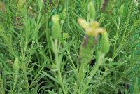  Lavandula stoechas Pat Leigh -- New from KiwiFlora @ Windmill Nursery, Spring Trials 2016.  Bred from Spanish, English and interspecific hybrids, developed in Australia and New Zealand, these plants offer beautiful depth of foliage and flower color, intense fragrance and varying sizes from petite and compact, to tall and elegant.  Our Genetics.  Your Growth.  KiwiFlora.com