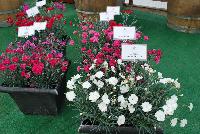 Scent from Heaven™ Dianthus  -- New from KiwiFlora @ Windmill Nursery, Spring Trials 2016.  Delicate yet prolific and hardy, these carnations offer a fine scent, lacking in so many other flower specimens of today.  From Dr. Keith Hammett chosen not only for their heavenly perfume and angelic looks, but also for their continual flowering over spring and summer.  Their compact, tidy habit make them a star in the perennial border, en masse or patio pots.  Proven in climatic extremes worldwide, both cold and humid.  Our Genetics.  Your Growth.  KiwiFlora.com