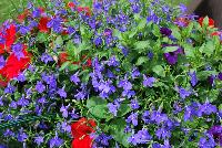 Expressions Annuals™ Fab Festivities™ COMBO That's The Spirit!™ -- From the HGTV Home Collection® as seen @ Edna Valley Vineyards, Spring Trials 2016:  Every day's a party with this celebration-inspired combination for all your occasions!  Full Sun.  Well-drained Soil.  A SuperBloomer!