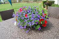 Expressions Annuals™ Fab Festivities™ COMBO That's The Spirit!™ -- From the HGTV Home Collection® as seen @ Edna Valley Vineyards, Spring Trials 2016:  Every day's a party with this celebration-inspired combination for all your occasions!  Full Sun.  Well-drained Soil.  A SuperBloomer!