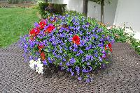 Expressions Annuals™ Fab Festivities™ COMBO That's The Spirit!™ -- From the HGTV Home Collection® as seen @ Edna Valley Vineyards, Spring Trials 2016:  Every day's a party with this celebration-inspired combination for all your occasions!  Full Sun.  Well-drained Soil.  A SuperBloomer!