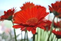 Expressions Annuals™ Gerbera Supremes™ Gerbera daisy Garden Diva™ Orange -- From the HGTV Home Collection® as seen @ Edna Valley Vineyards, Spring Trials 2016:  Long-lasting, season-long bloom habit.  Makes an excellent cut flower.  Full Sun.  Disease Resistant.  A Repeat Bloomer.