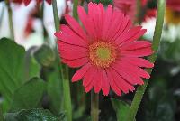 Expressions Annuals™ Gerbera Supremes™ Gerbera daisy Garden Diva™ Pink -- From the HGTV Home Collection® as seen @ Edna Valley Vineyards, Spring Trials 2016:  Long-lasting, season-long bloom habit.  Makes an excellent cut flower.  Full Sun.  Disease Resistant.  A Repeat Bloomer.