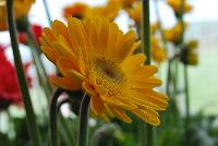 Expressions Annuals™ Gerbera Supremes™ Gerbera daisy Garden Diva™ Gold -- From the HGTV Home Collection® as seen @ Edna Valley Vineyards, Spring Trials 2016:  Long-lasting, season-long bloom habit.  Makes an excellent cut flower.  Full Sun.  Disease Resistant.  A Repeat Bloomer.