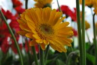 Expressions Annuals™ Gerbera Supremes™ Gerbera daisy Garden Diva™ Gold -- From the HGTV Home Collection® as seen @ Edna Valley Vineyards, Spring Trials 2016:  Long-lasting, season-long bloom habit.  Makes an excellent cut flower.  Full Sun.  Disease Resistant.  A Repeat Bloomer.