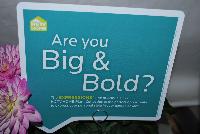   -- From the HGTV Home Collection® as seen @ Edna Valley Vineyards, Spring Trials 2016:  Are You Big & Bold?  The Expressions™ line of Annuals from HGTV Home Plant Collection is the perfect opportunity to express your personal style in your garden or yard.