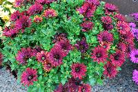 Margarita™ Osteospermum Riola Red -- From DÜMMEN ORANGE as seen @ Edna Valley Vineyards, Spring Trials 2016:  a new osteo daisy with a deep, rich red/purple/violet color.