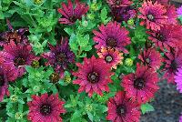 Margarita™ Osteospermum Riola Red -- From DÜMMEN ORANGE as seen @ Edna Valley Vineyards, Spring Trials 2016:  a new osteo daisy with a deep, rich red/purple/violet color.
