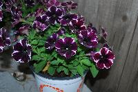 Sweetunia™ Petunia Miss Marvel -- New from DÜMMEN ORANGE as seen @ Edna Valley Vineyards, Spring Trials 2016.