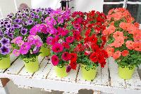 Potunia® Petunia  -- From DÜMMEN ORANGE as seen @ Edna Valley Vineyards, Spring Trials 2016.  Discover the pop of color @ PotuniaPetunias.com.  Type: Annual.  Exposure: 6+ hours sun per day.  Height: 10-14 inches.  Spacing: 12=16 inches.  Great for pots, window boxes, mixed containers.  Petunias that POP!