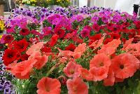 Potunia® Petunia  -- From DÜMMEN ORANGE as seen @ Edna Valley Vineyards, Spring Trials 2016.  Discover the pop of color @ PotuniaPetunias.com.  Type: Annual.  Exposure: 6+ hours sun per day.  Height: 10-14 inches.  Spacing: 12=16 inches.  Great for pots, window boxes, mixed containers.  Petunias that POP!