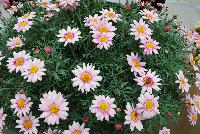 Comet™ Argyranthemum Pink Picotee -- New from DÜMMEN ORANGE as seen @ Edna Valley Vineyards, Spring Trials 2016.