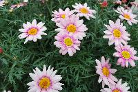 Comet™ Argyranthemum Pink Picotee -- New from DÜMMEN ORANGE as seen @ Edna Valley Vineyards, Spring Trials 2016.