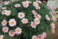 Comet™ Argyranthemum Pink Picotee -- New from DÜMMEN ORANGE as seen @ Edna Valley Vineyards, Spring Trials 2016.