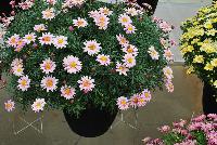 Comet™ Argyranthemum Pink Picotee -- New from DÜMMEN ORANGE as seen @ Edna Valley Vineyards, Spring Trials 2016.