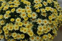 Comet™ Argyranthemum Yellow 2017 -- New for 2017 from DÜMMEN ORANGE as seen @ Edna Valley Vineyards, Spring Trials 2016.