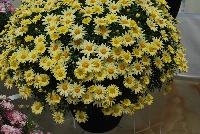 Comet™ Argyranthemum Yellow 2017 -- New for 2017 from DÜMMEN ORANGE as seen @ Edna Valley Vineyards, Spring Trials 2016.