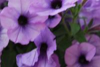 Sweetunia™ Petunia Lavender Shimmer -- New from DÜMMEN ORANGE as seen @ Edna Valley Vineyards, Spring Trials 2016.