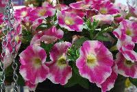 Surprise™ Petunia Pink Touch -- New from DÜMMEN ORANGE as seen @ Edna Valley Vineyards, Spring Trials 2016.