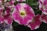 Surprise™ Petunia Pink Touch -- New from DÜMMEN ORANGE as seen @ Edna Valley Vineyards, Spring Trials 2016.