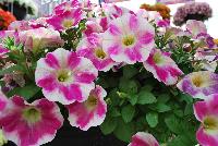 Surprise™ Petunia Pink Touch -- New from DÜMMEN ORANGE as seen @ Edna Valley Vineyards, Spring Trials 2016.