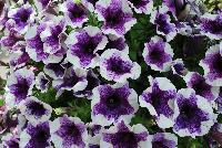 Sweetunia™ Petunia Purple Touch 2017 -- New for 2017 from DÜMMEN ORANGE as seen @ Edna Valley Vineyards, Spring Trials 2016.