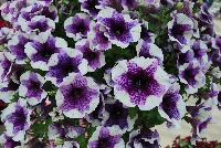 Sweetunia™ Petunia Purple Touch 2017 -- New for 2017 from DÜMMEN ORANGE as seen @ Edna Valley Vineyards, Spring Trials 2016.