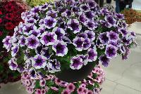 Sweetunia™ Petunia Purple Touch 2017 -- New for 2017 from DÜMMEN ORANGE as seen @ Edna Valley Vineyards, Spring Trials 2016.