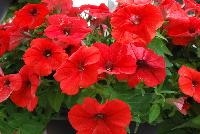 Surprise™ Petunia Red 2017 -- New for 2017 from DÜMMEN ORANGE as seen @ Edna Valley Vineyards, Spring Trials 2016.