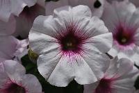 Surprise™ Petunia White Orchid -- New from DÜMMEN ORANGE as seen @ Edna Valley Vineyards, Spring Trials 2016.