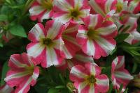 Peppy Piccola™ Petunia Strawberry -- New from DÜMMEN ORANGE as seen @ Edna Valley Vineyards, Spring Trials 2016.