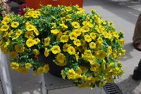 Aloha Kona™ Calibrachoa Golden Girl -- New from DÜMMEN ORANGE as seen @ Edna Valley Vineyards, Spring Trials 2016.