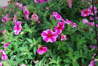 Volcano Calibrachoa Pink 2017 -- New for 2017 from DÜMMEN ORANGE as seen @ Edna Valley Vineyards, Spring Trials 2016.