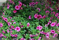 Volcano Calibrachoa Pink 2017 -- New for 2017 from DÜMMEN ORANGE as seen @ Edna Valley Vineyards, Spring Trials 2016.