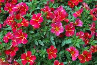 Aloha™ Calibrachoa Red Cartwheel 2017 -- New for 2017 from DÜMMEN ORANGE as seen @ Edna Valley Vineyards, Spring Trials 2016.