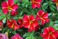 Aloha™ Calibrachoa Red Cartwheel 2017 -- New for 2017 from DÜMMEN ORANGE as seen @ Edna Valley Vineyards, Spring Trials 2016.