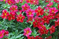 Aloha™ Calibrachoa Red Cartwheel 2017 -- New for 2017 from DÜMMEN ORANGE as seen @ Edna Valley Vineyards, Spring Trials 2016.