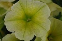 Potunia Plus® Petunia Yellow 2017 -- New for 2017 from DÜMMEN ORANGE as seen @ Edna Valley Vineyards, Spring Trials 2016.