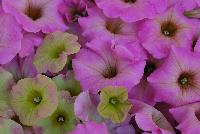 AdORObles™ COMBO Duo Pink Sunrise -- New from DÜMMEN ORANGE as seen @ Edna Valley Vineyards, Spring Trials 2016.  A duo of brilliant petunias.