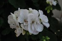 Savannah™ Geranium zonal White 2017 -- New for 2017 from DÜMMEN ORANGE as seen @ Edna Valley Vineyards, Spring Trials 2016.